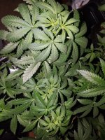 20180223_121245.jpg