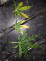 20180223_120318.jpg