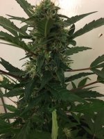 photo40692.jpg
