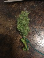 white rhino 2.JPG