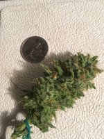 bud 1.JPG