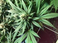 photo41393.jpg