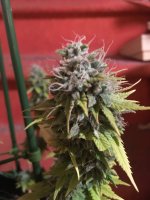 Blueberry 1.JPG
