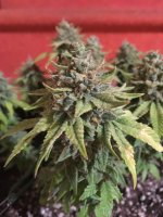 White Rhino 1.JPG
