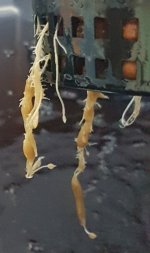 Root rot.jpg