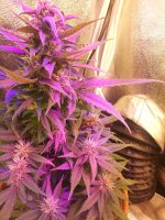IMG_bloody skunk_080627.jpg