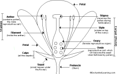 Floweranatomy_bw.GIF