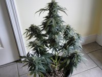 DSCN3249.JPG