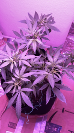photo42411.png