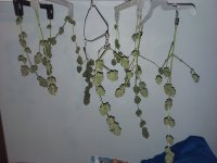 photo42736.jpg