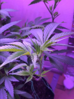 33BFBDB3-A1F5-403C-B143-561E67C0D8E5.png