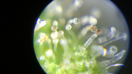 photo43167.png