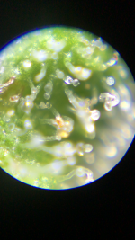 photo43168.png