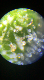 photo43169.png