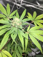photo43225.jpg