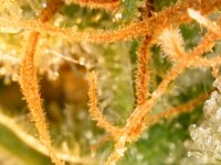 photo44544.jpg