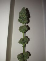 15031688779141997_big.jpg