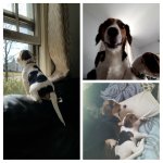 20180407_011945-COLLAGE.jpg