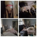 20180407_012331-COLLAGE.jpg