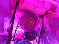 photo44977.jpg