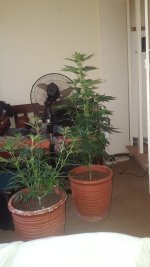 IMG-20180409-WA0000.jpeg