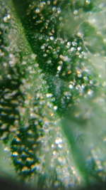 photo45597.png