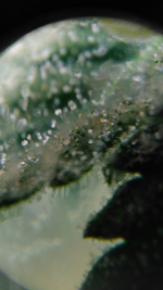 photo45599.png