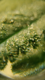 photo45603.png