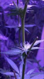 17E568B1-41CE-4DDF-8CAC-C646116E3EA6.png