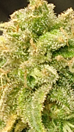 photo45815.png