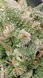 photo45816.png