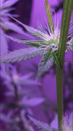 8FDA2312-42C2-4071-B2D7-3BF1730CE9AF.png
