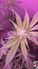 F744BE71-B3EC-421E-90DC-B10A0DF1C211.png