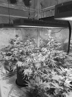 photo46157.jpg