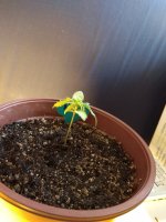 IMG_20180502_082749.jpg