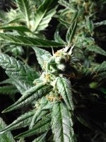 photo46901.jpg
