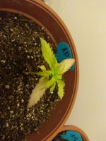 IMG_20180506_194241.jpg