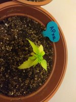IMG_20180506_194225.jpg