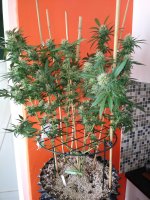 photo47050.jpg