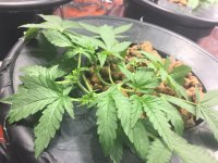 photo49132.jpg