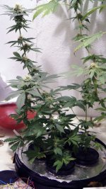 photo49152.jpg