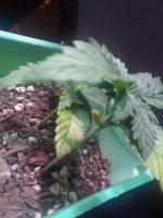 20180607_203136.jpg