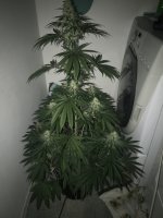 photo49767.jpg