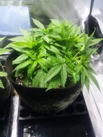 20180615_170731.jpg
