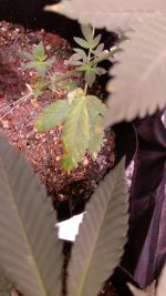 20180622_221537.jpg