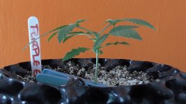 photo51351.jpg