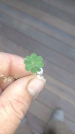 IMG_20180628_084520556.jpg
