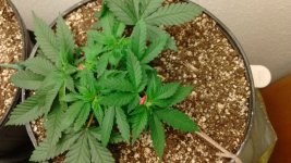 photo52562.jpg