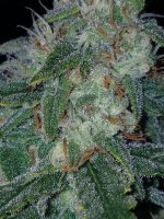 20161221_212514001_1482386105714-1512x2016.jpg