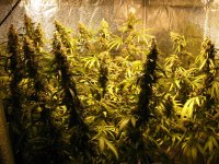2013-10-24-dwc-hydro-cannabis.jpg